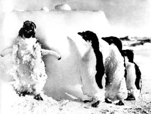 Moulting Adelie Penguins by Frank Hurley (1911-13)