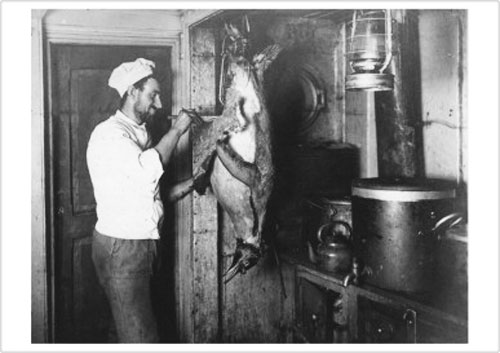 Green skinning an Emperor aboard the Endurance – Scott Polar Research Institute