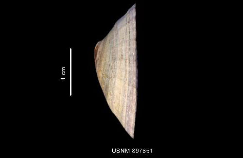 Nacella (Patinigera) concinna