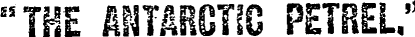 petrel1