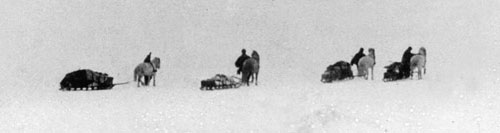 Shackleton_nimrod_ponies