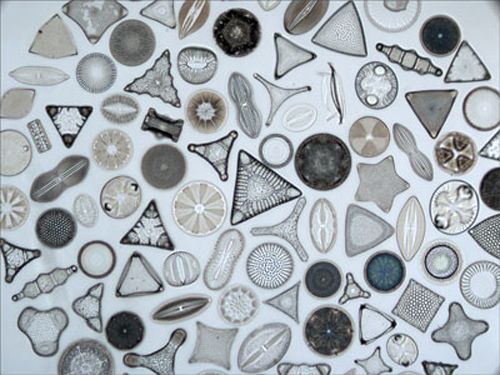 diatoms500