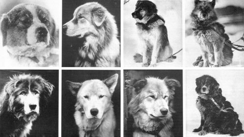 dogs_grid