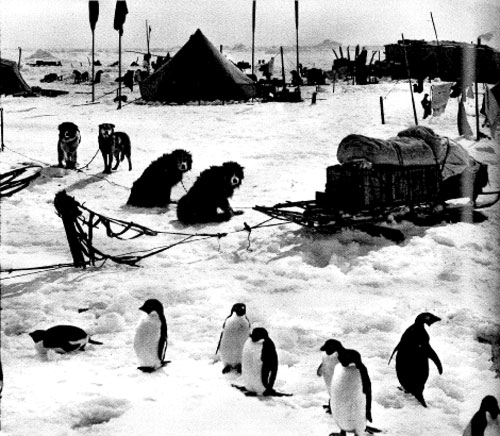 camp_dogsandpenguins