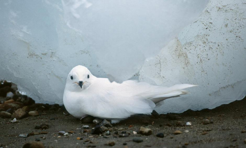 Snow Petrel by Roberto Pujana